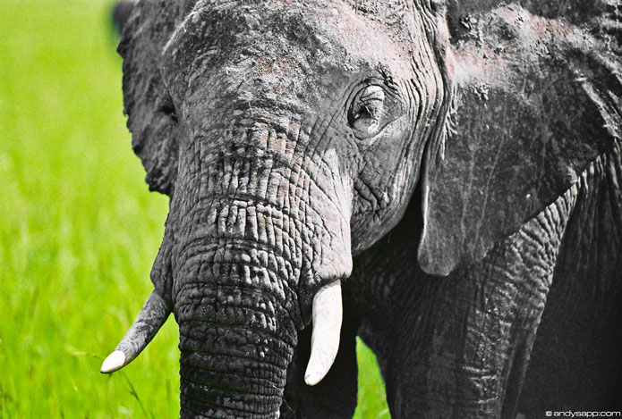 Elephant Close-Up, Africa