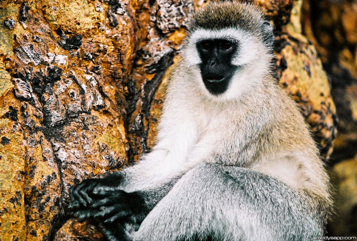 Monkee in a Tree, Ngorogoro Crater, Africa